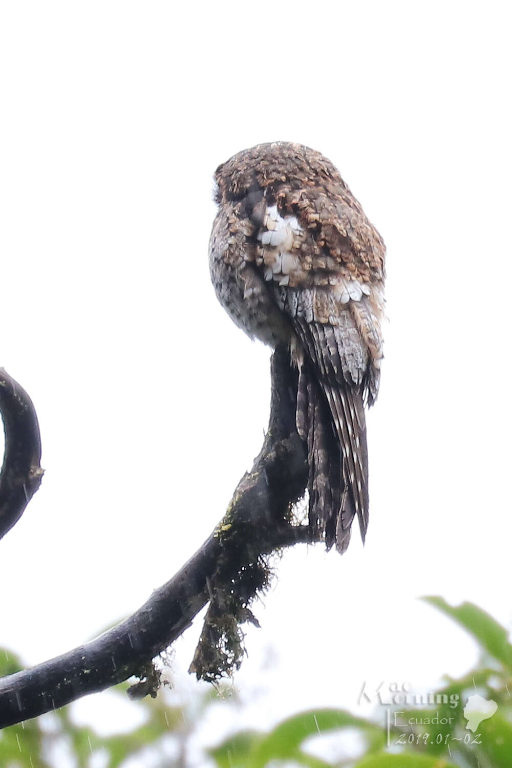 Image of Andean Potoo