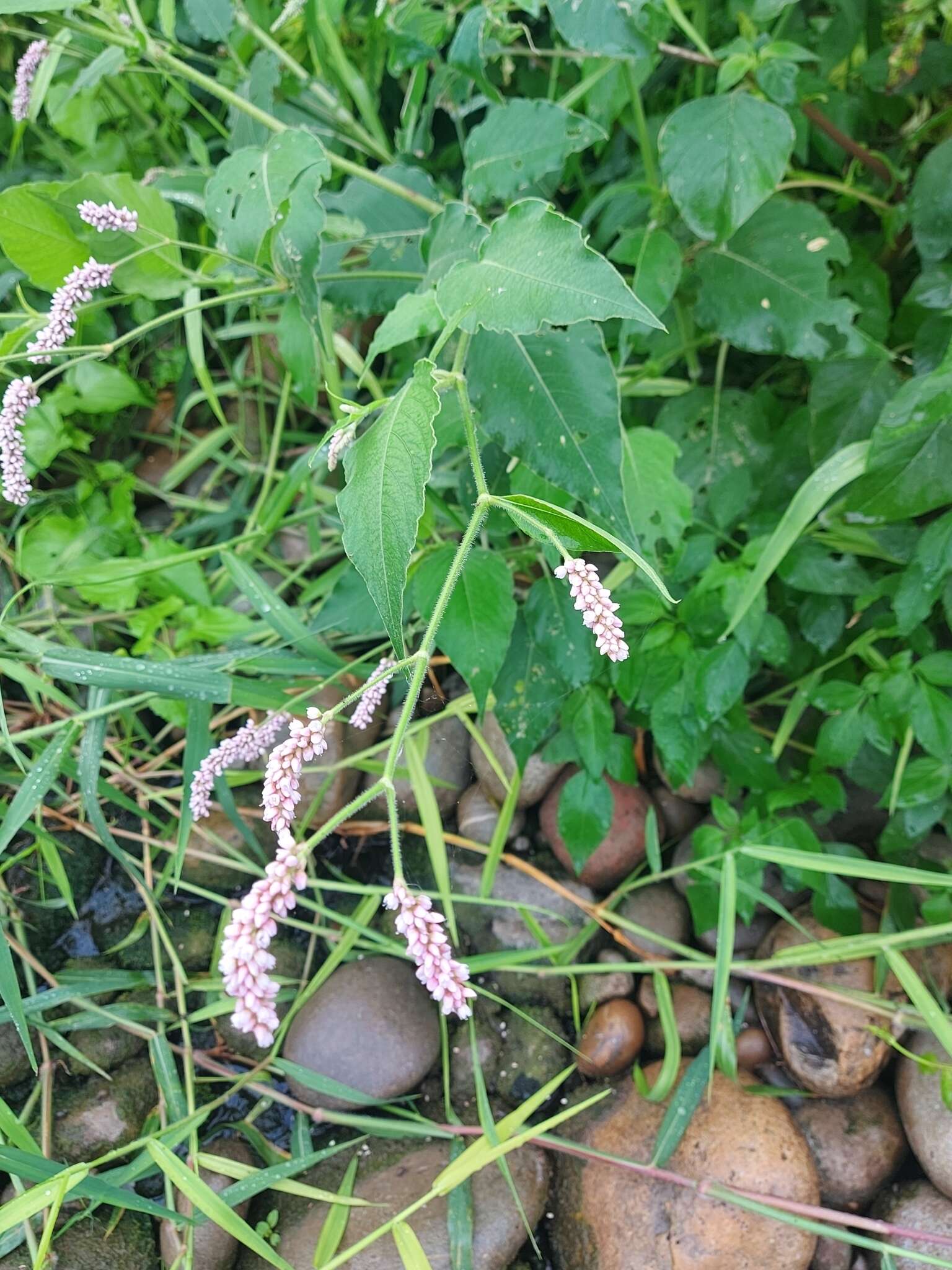 Image of Persicaria attenuata subsp. pulchra (Bl.) K. L. Wilson