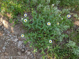 Image de Erigeron aliceae Howell