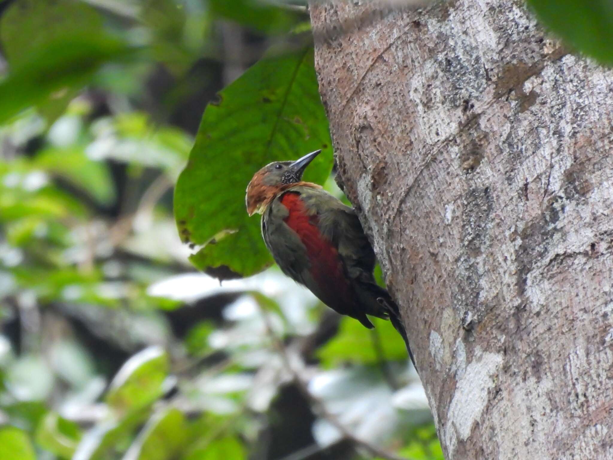 Image of Checker-throated Woodpecker