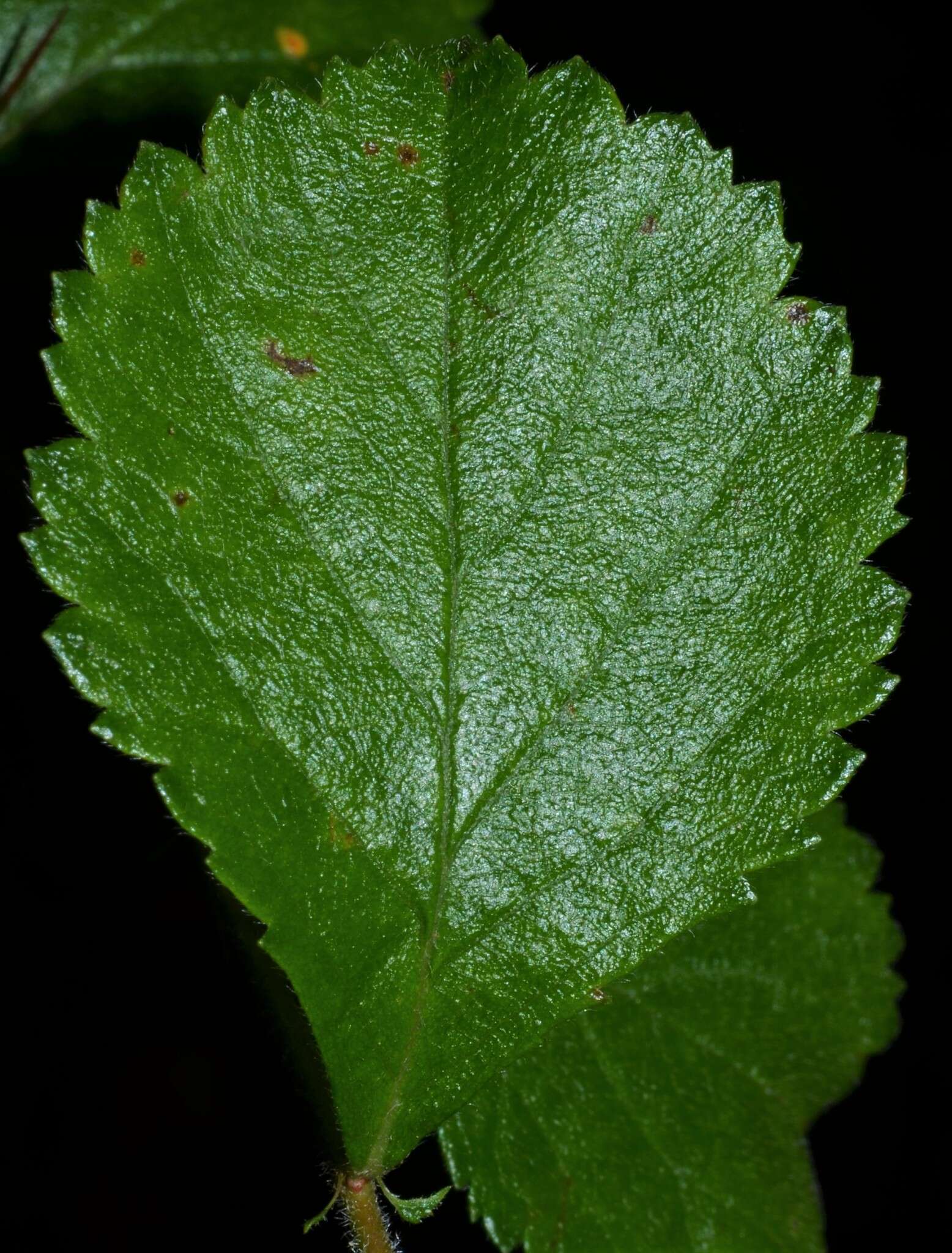 Imagem de Crataegus uniflora Muenchh.