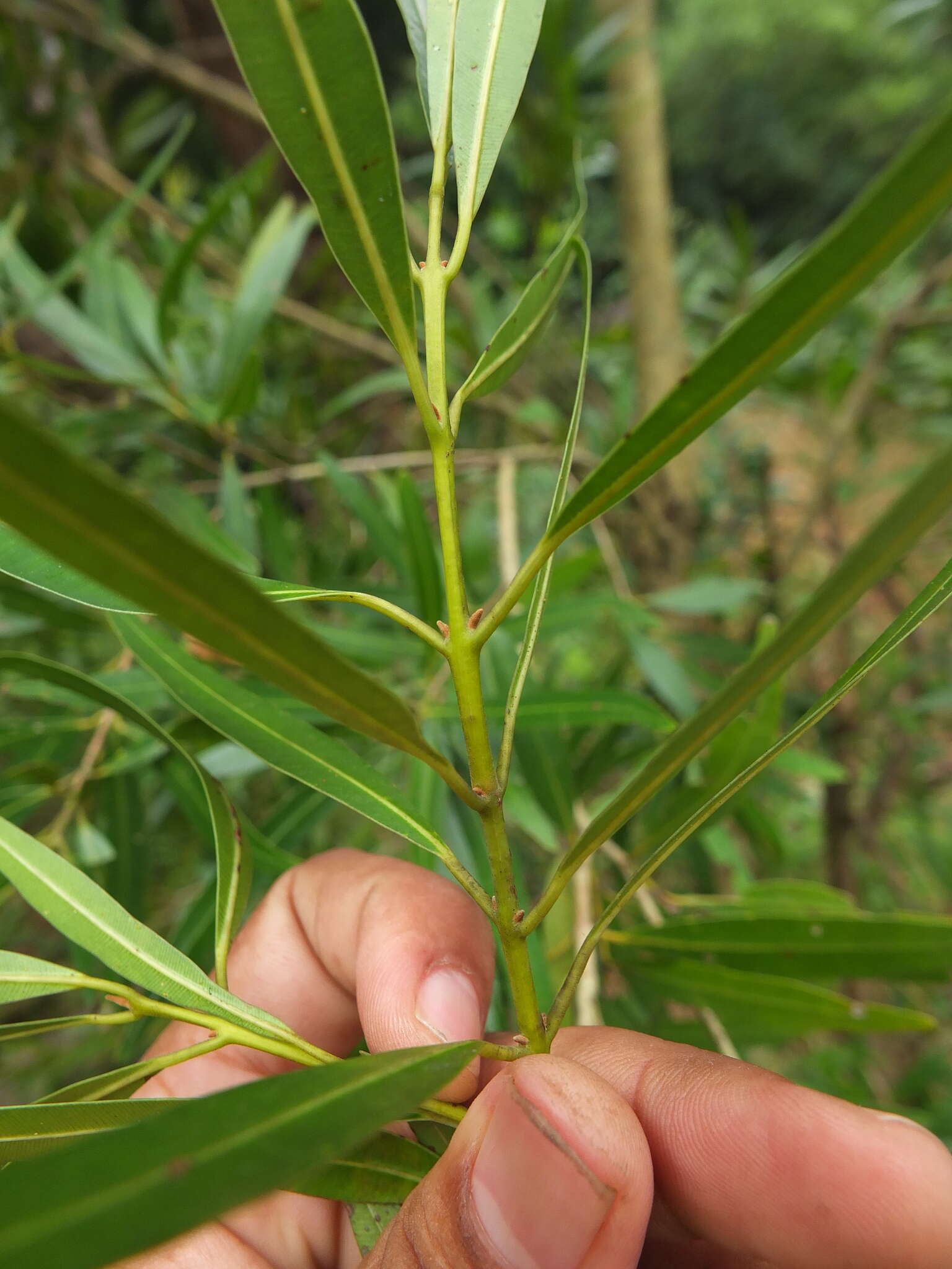 Image of Calophyllum pascalianum B. R. Ramesh, Ayyappan & De Franceschi