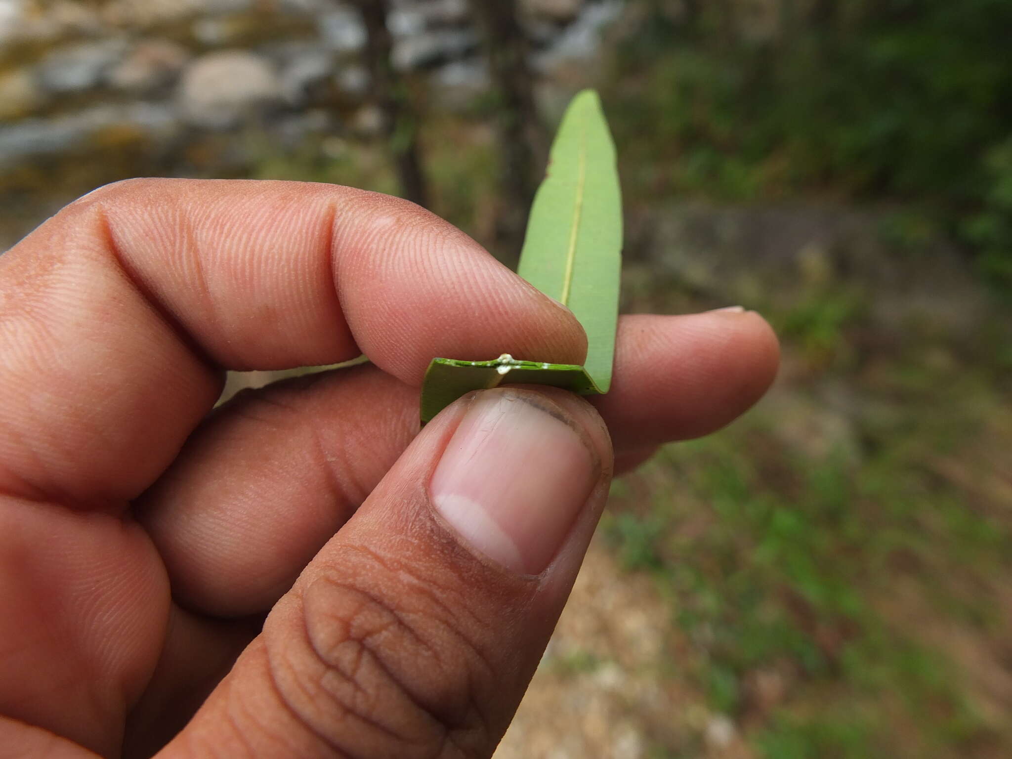 Image of Calophyllum pascalianum B. R. Ramesh, Ayyappan & De Franceschi