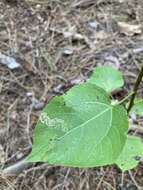 Image of Stigmella populetorum (Frey & Boll 1878) Wilkinson et al. 1979