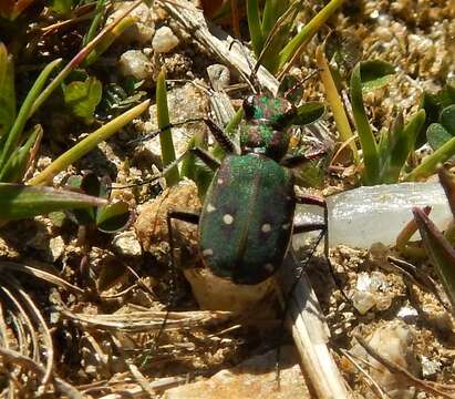 Image of Cicindela (Cicindela) maroccana Fabricius 1801