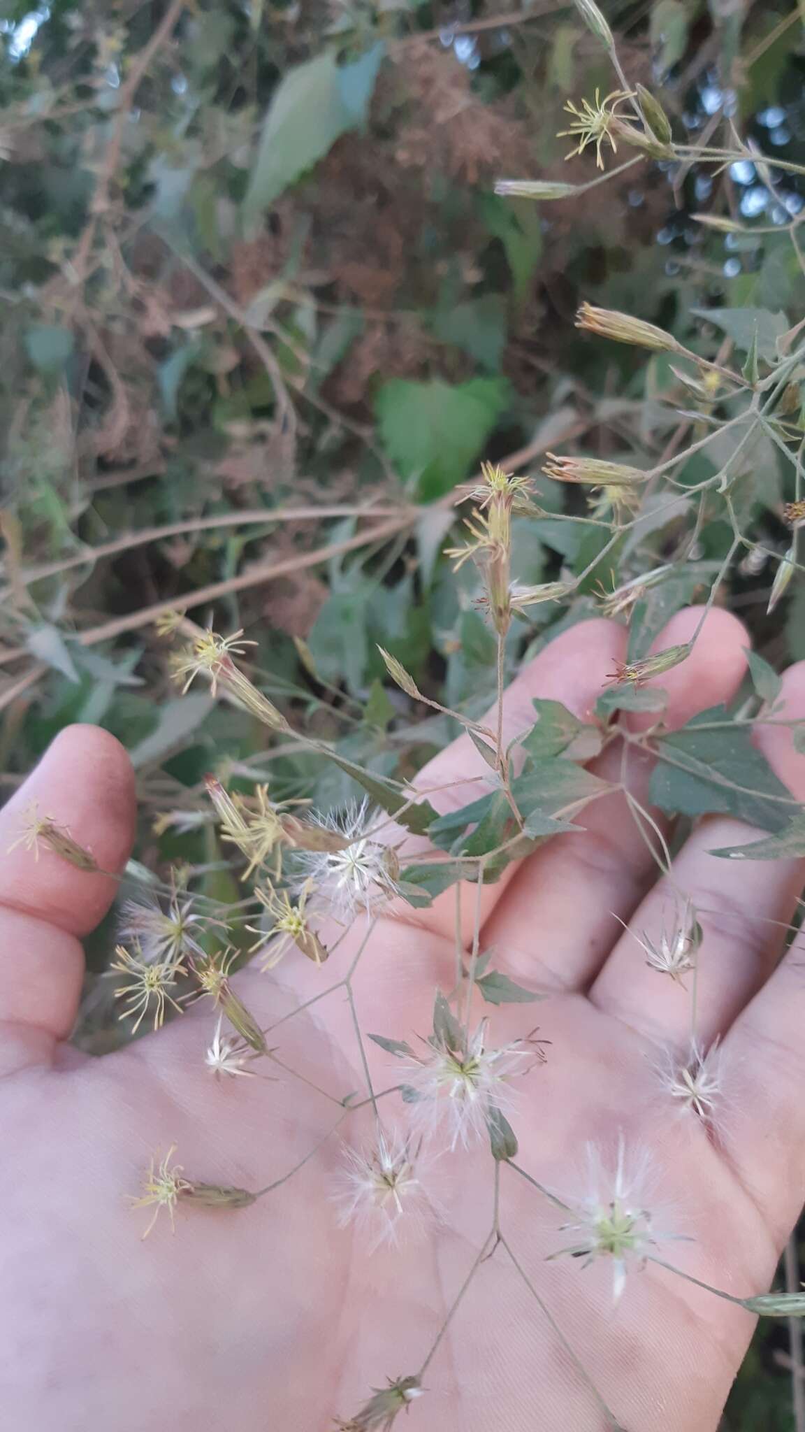 Image of Brickellia coulteri var. adenopoda (B. L. Rob.) B. L. Turner