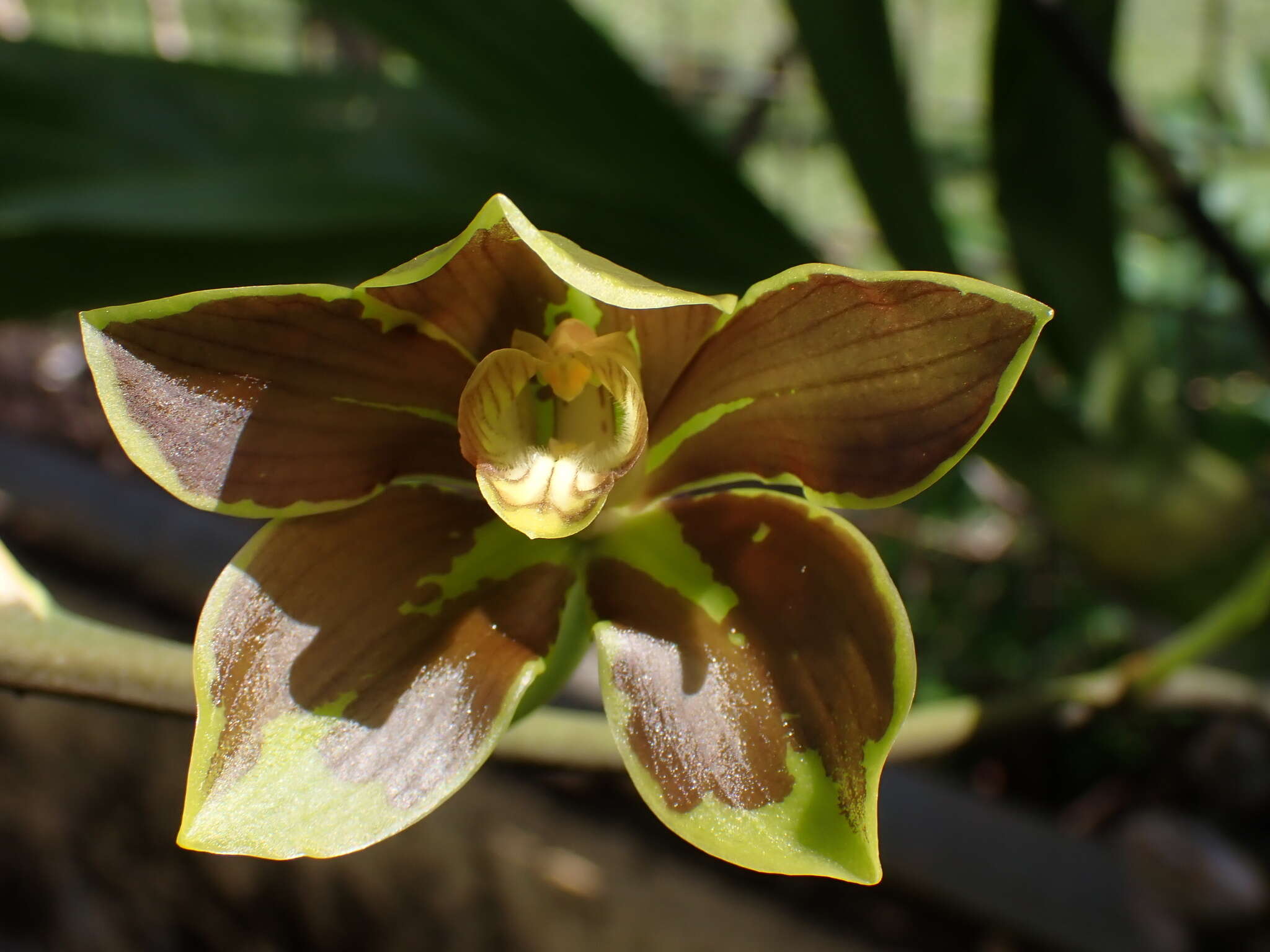 Image de Grammatophyllum elegans Rchb. fil.