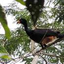 Image of Wattled Curassow