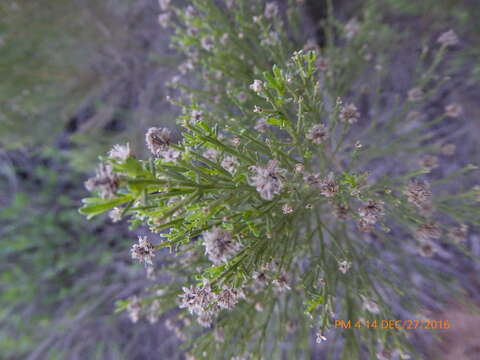 Image of desertbroom