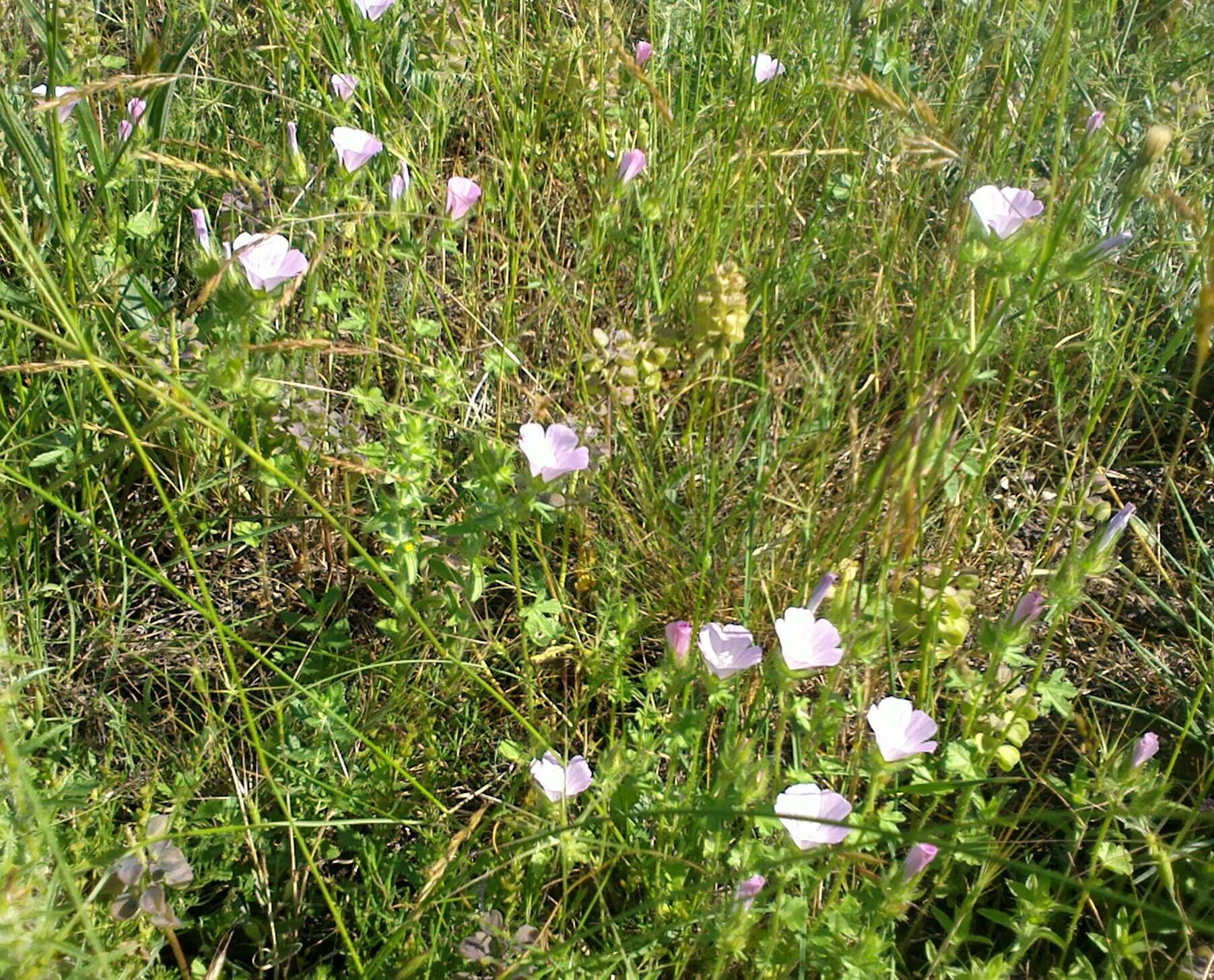 Image of hairy marshmallow