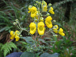 Image of Calceolaria oxyphylla U. Molau