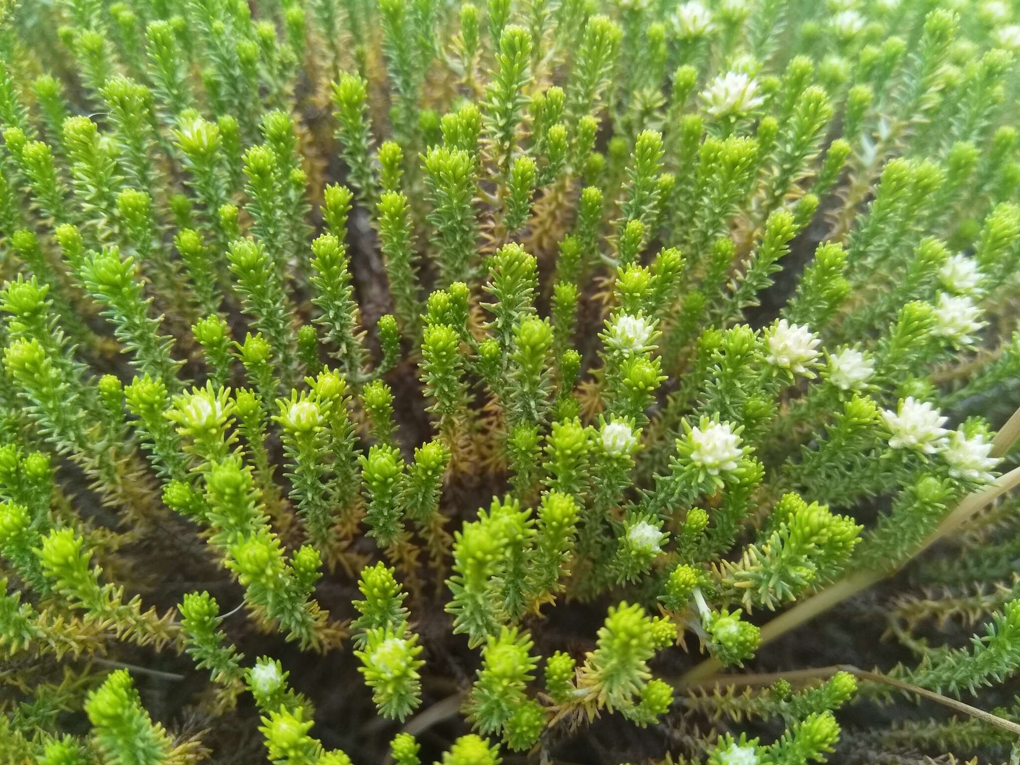 Image of Helichrysum asperum (Thunb.) Hilliard & Burtt