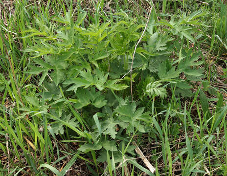 Heracleum sphondylium subsp. sibiricum (L.) Simonk. resmi