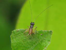 صورة Jarmilaxipha ecuadorica Otte, D. & S. B. Peck 1998