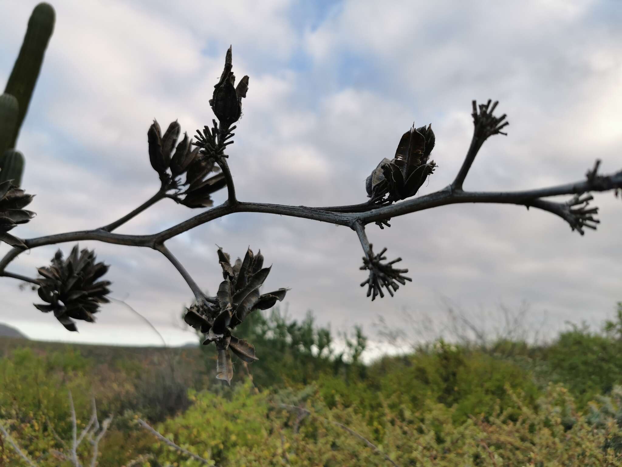 Image of Agave sobria subsp. roseana (Trel.) Gentry