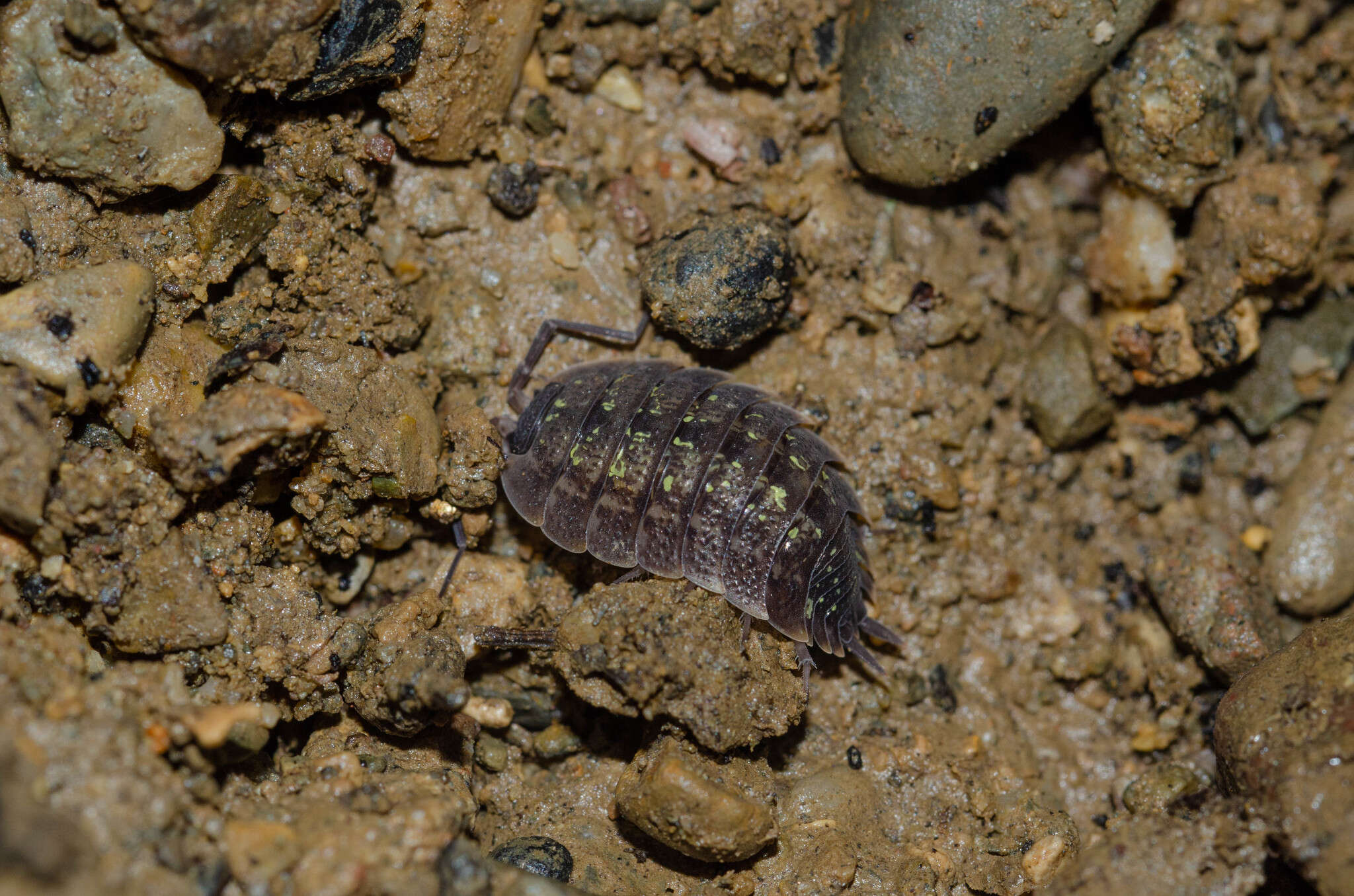 Image of Porcellio violaceus Budde-Lund 1885