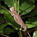 Image of Decary's Leaf Chameleon