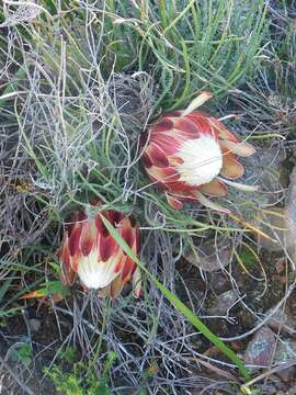 Plancia ëd Protea restionifolia (Salisb. ex Knight) Rycroft