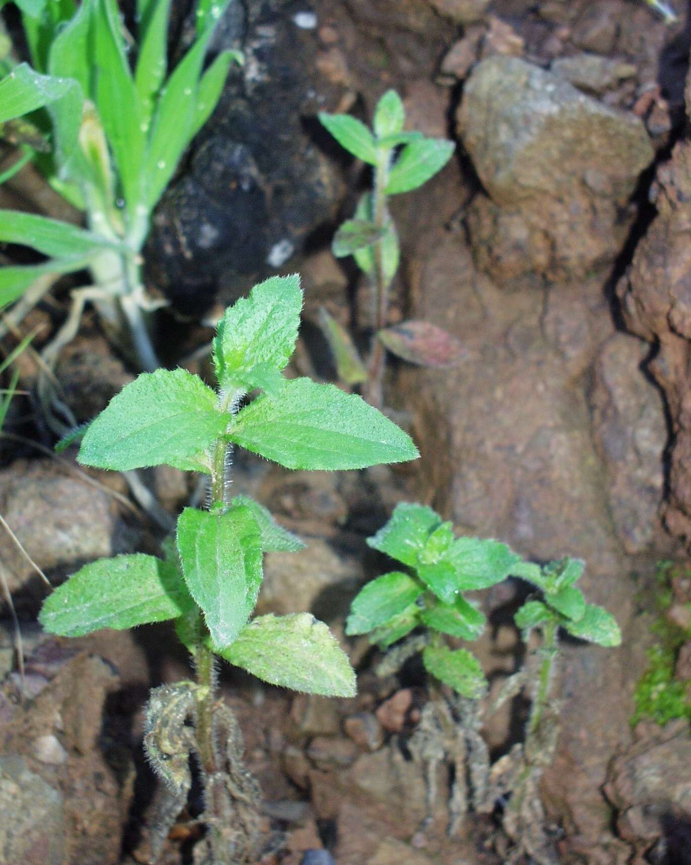 Image of Campanula afra Cav.