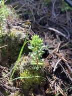 Image of Cockerell's stonecrop