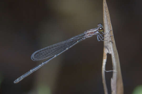 Image of Mortonagrion arthuri Fraser 1942