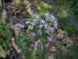 Imagem de Origanum vulgare subsp. viridulum (Martrin-Donos) Nyman