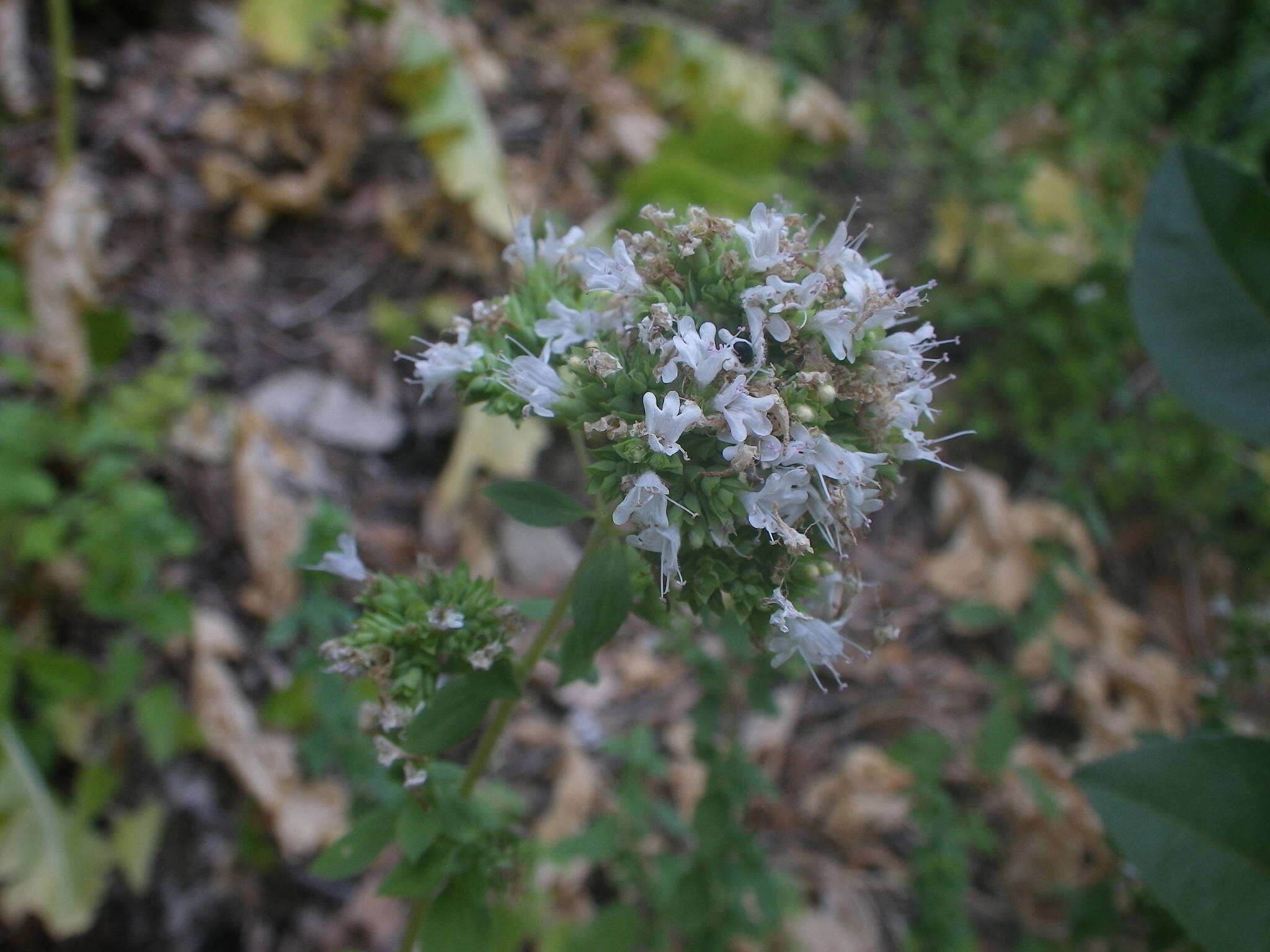 Imagem de Origanum vulgare subsp. viridulum (Martrin-Donos) Nyman