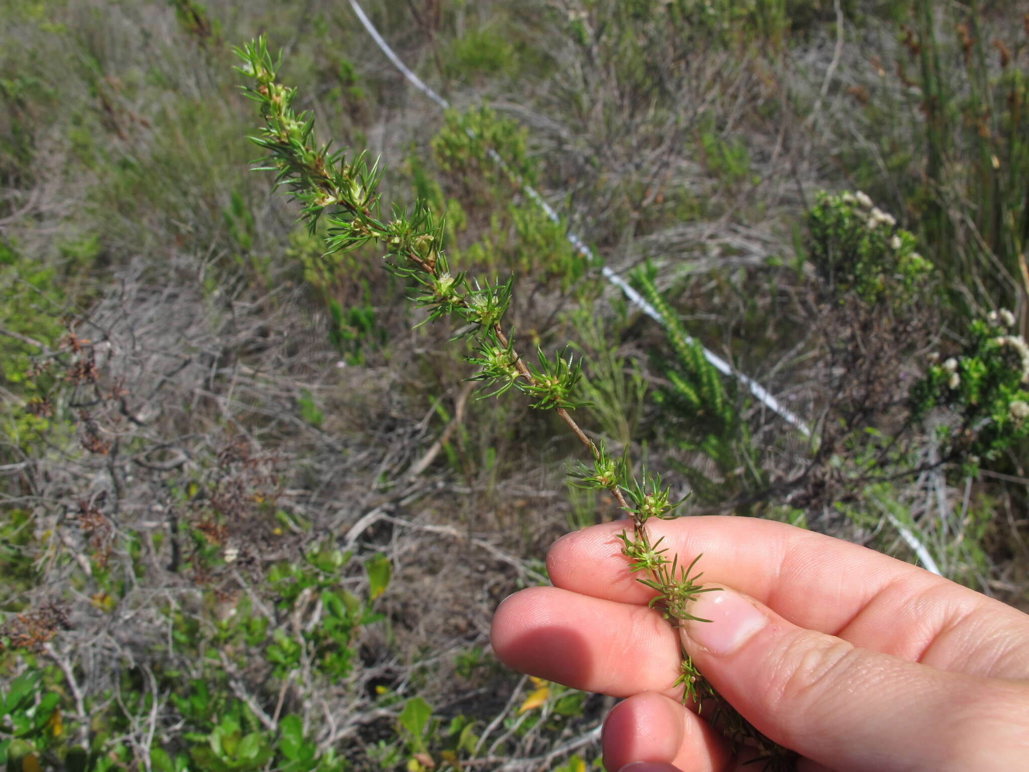 Imagem de Cliffortia filifolia L. fil.