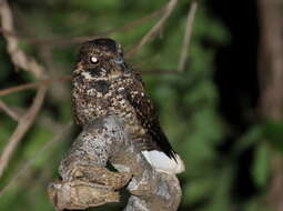 Image of Puerto Rican Nightjar