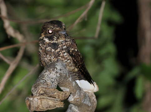 Plancia ëd Antrostomus noctitherus (Wetmore 1919)