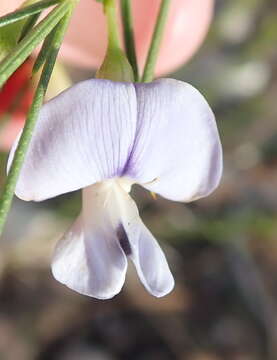 Plancia ëd <i>Psoralea diturnerae</i>