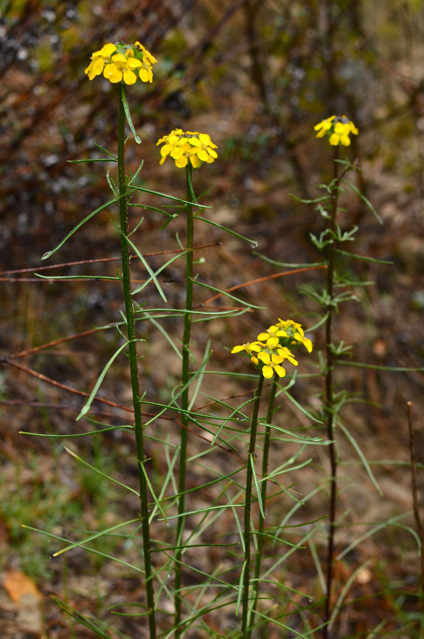 Image of Ben Lomond wallflower