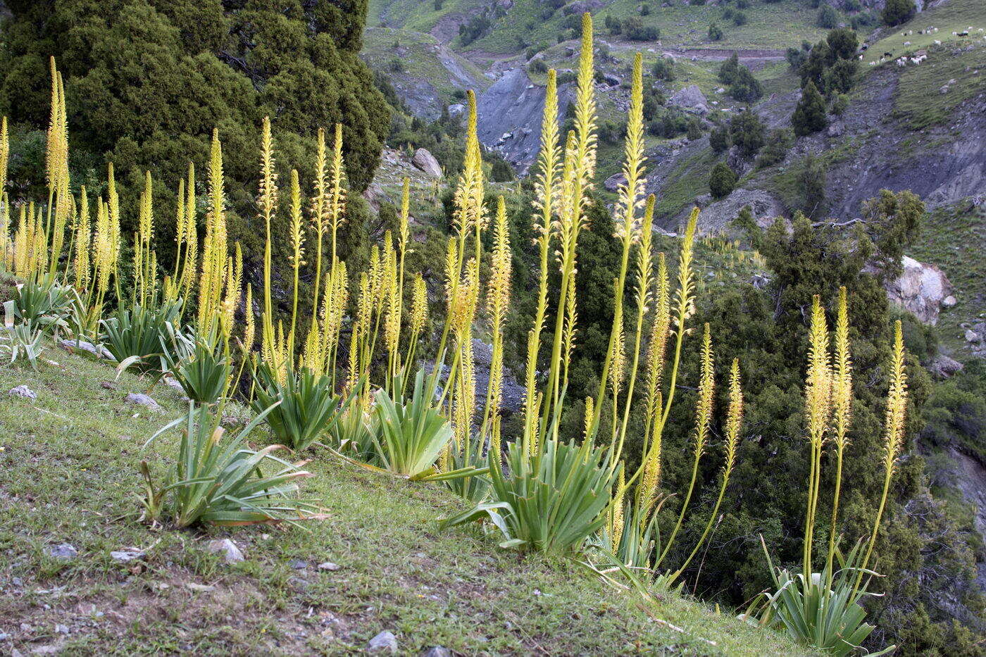 Image of Eremurus fuscus (O. Fedtsch.) Vved.