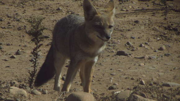 Image of Argentine Gray Fox