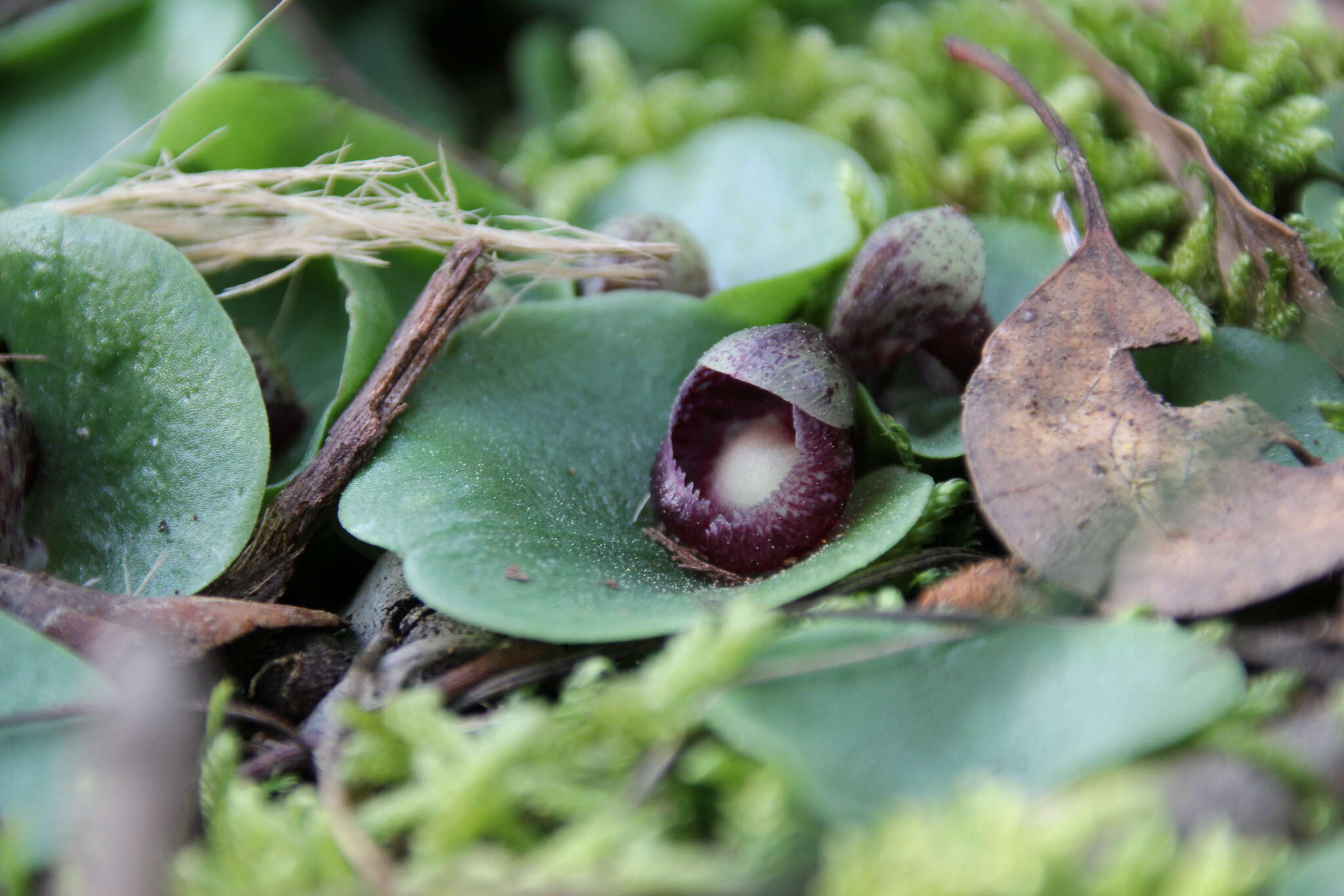 Image of Slaty helmet orchid