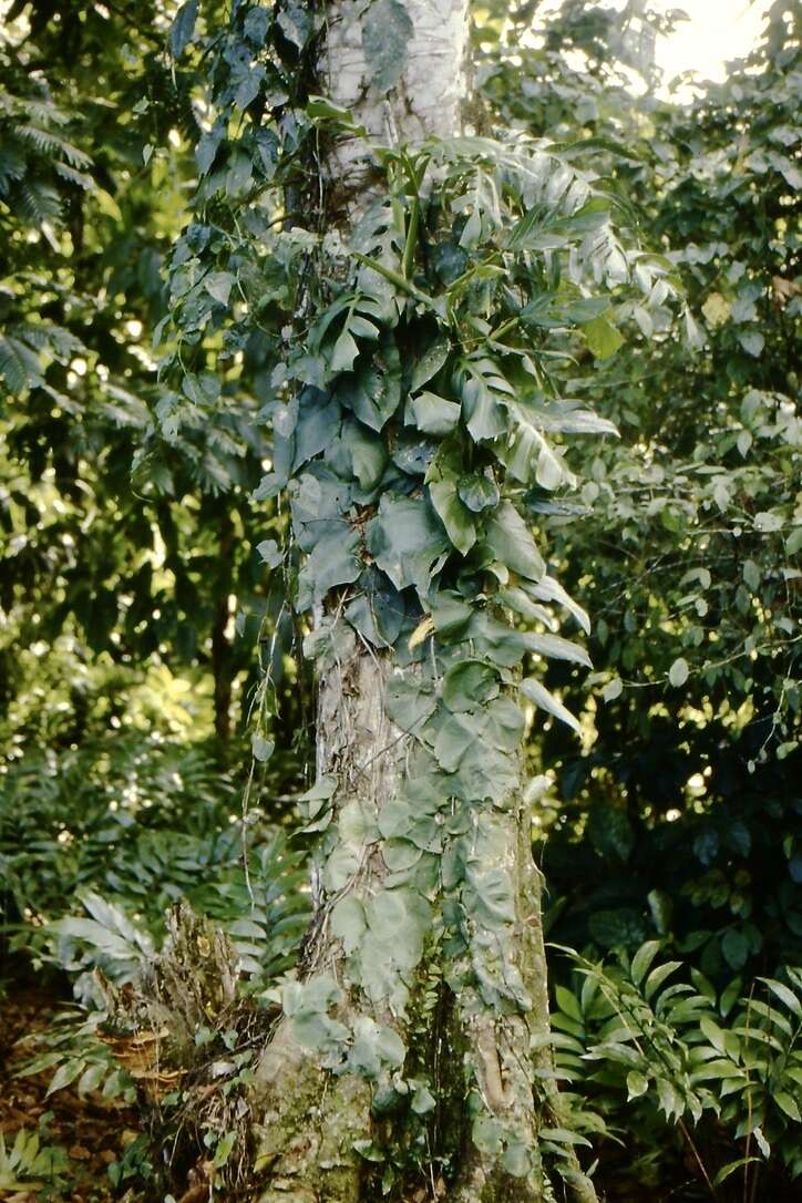 Image of Monstera tenuis K. Koch