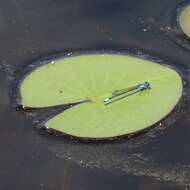 Image of American white waterlily