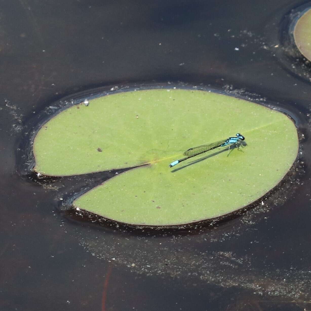 Image de Nymphaea odorata subsp. tuberosa (Paine) J. H. Wiersema & C. B. Hellquist