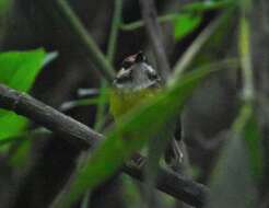 Image of Rufous-crowned Tody-Flycatcher