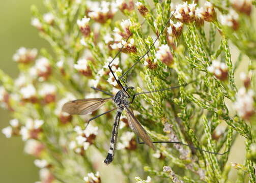 Image of Platyphasia