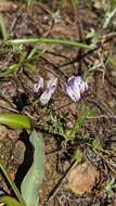 Image of Brewer's milkvetch