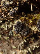 Imagem de <i>Trapeliopsis colensoi</i>