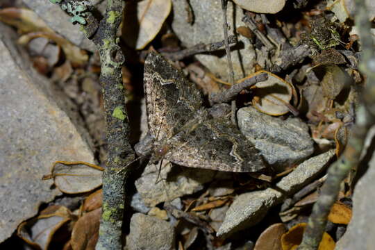 Image of Hydriomena hemizona