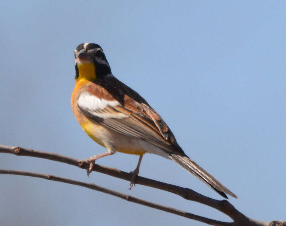 Image of Emberiza flaviventris kalaharica Roberts 1932