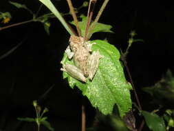 Scinax garbei (Miranda-Ribeiro 1926)的圖片