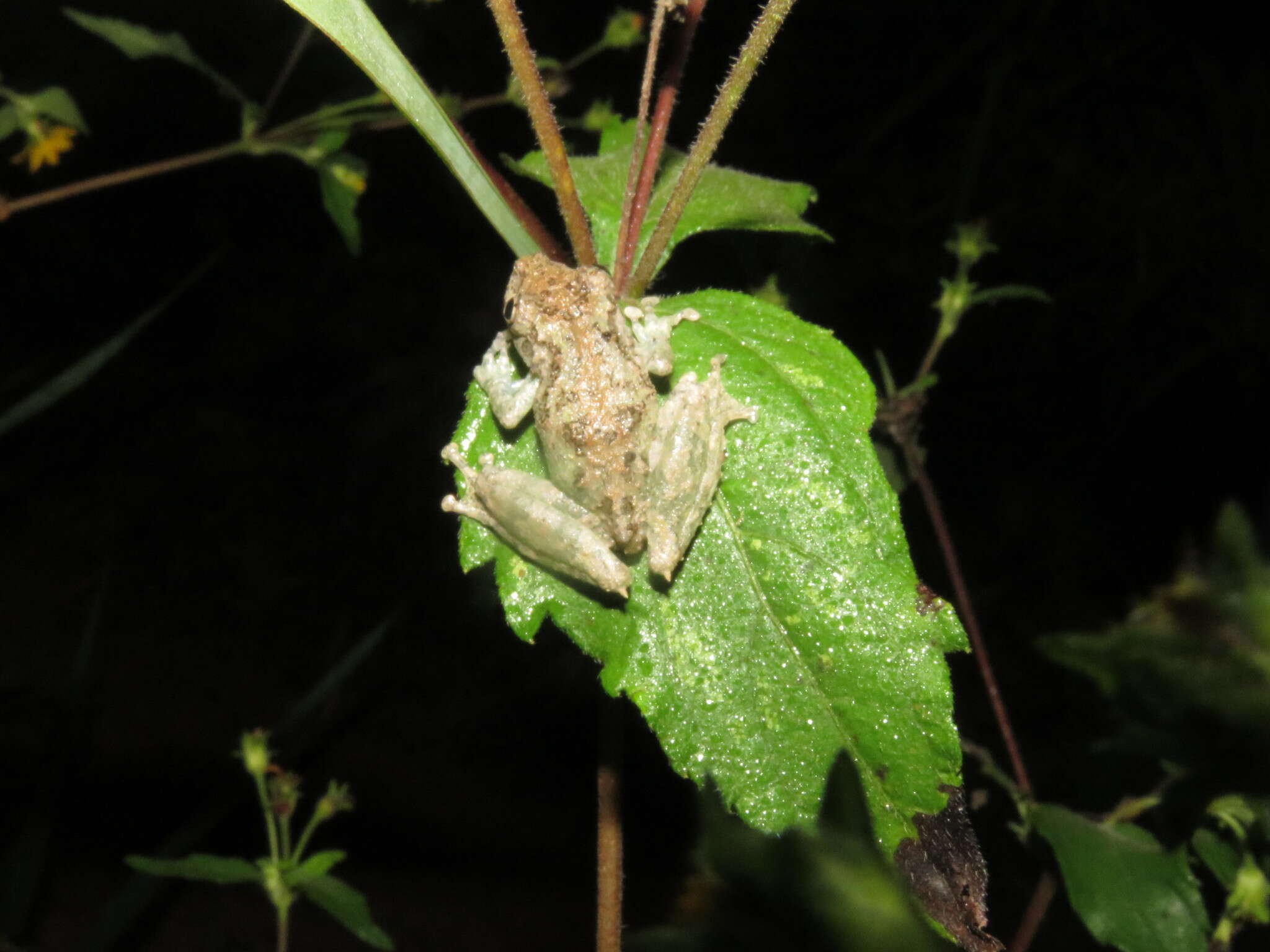 Scinax garbei (Miranda-Ribeiro 1926)的圖片