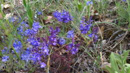 Image of Veronica capsellicarpa Dubovik