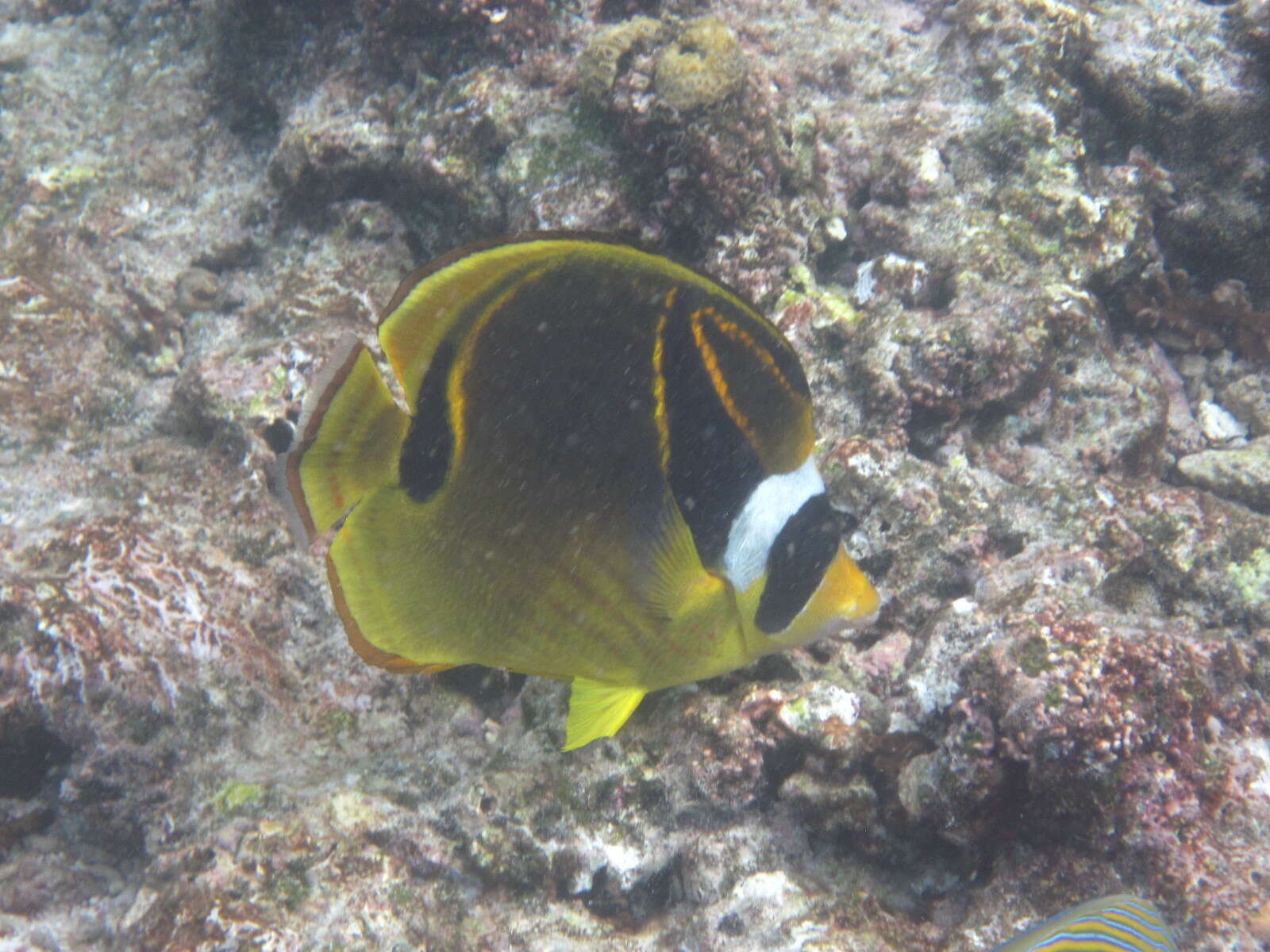 Image of Halfmoon Butterflyfish