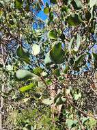 Image de Hakea petiolaris Meissn.