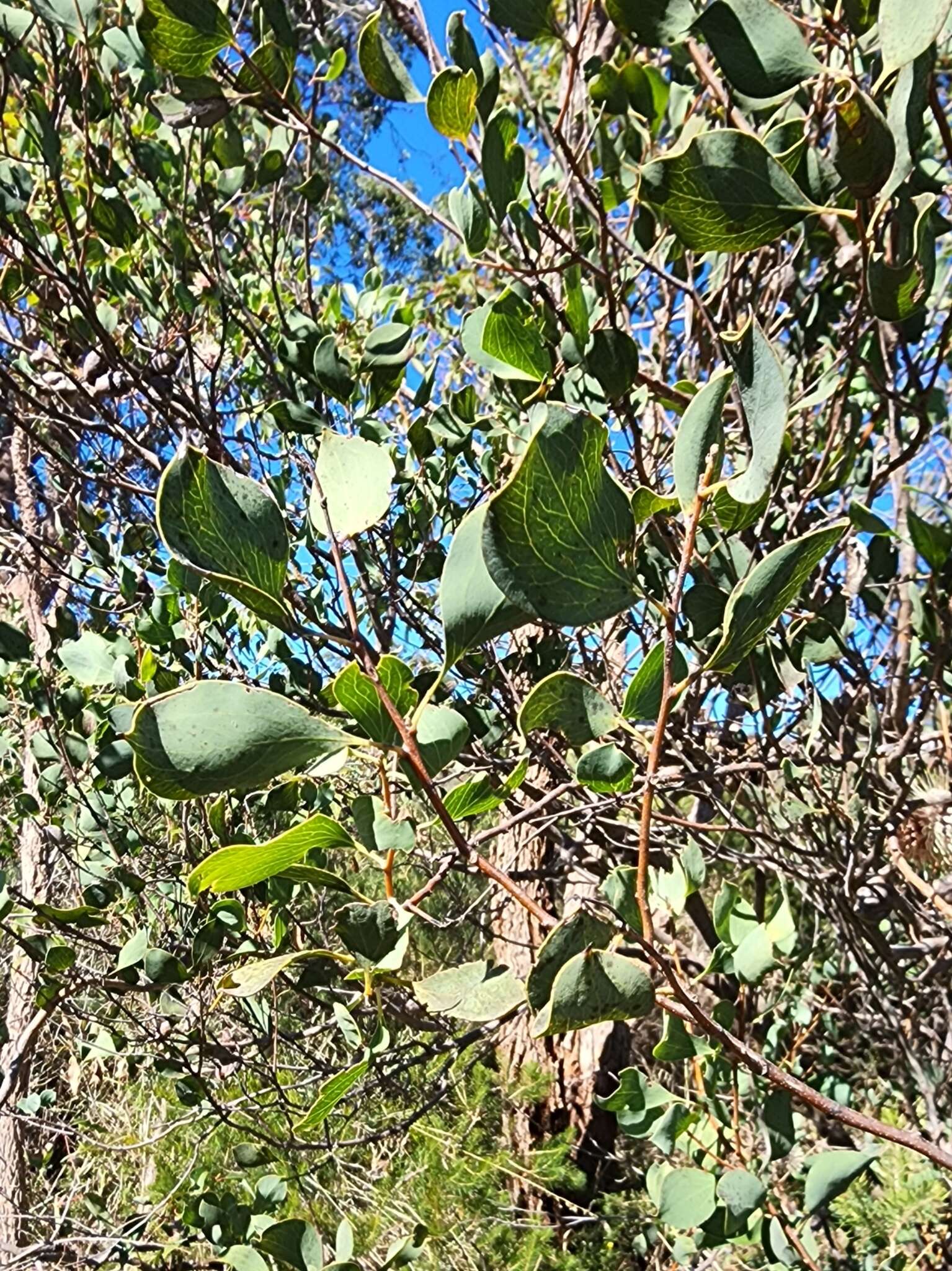 Image de Hakea petiolaris Meissn.